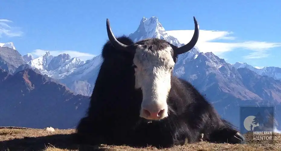 Mt. Fishtail in between of horns of a Yak