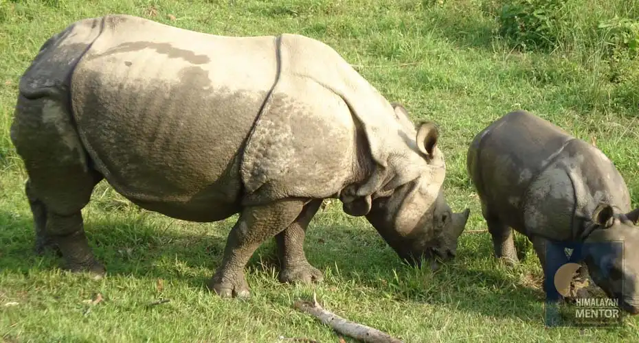Wildlife safari at Chitwan National Park