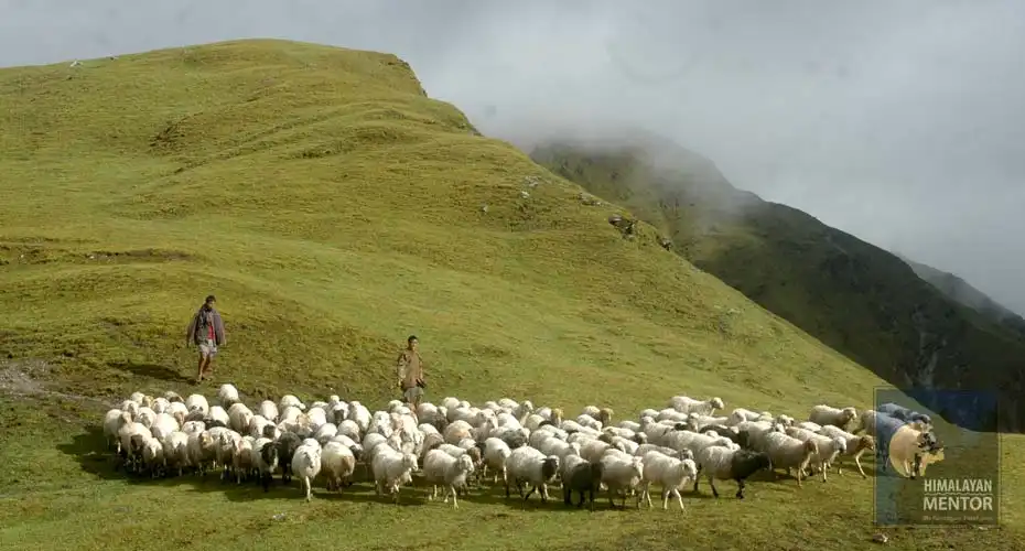 Sheep are taking to grazing nearby Pupal village