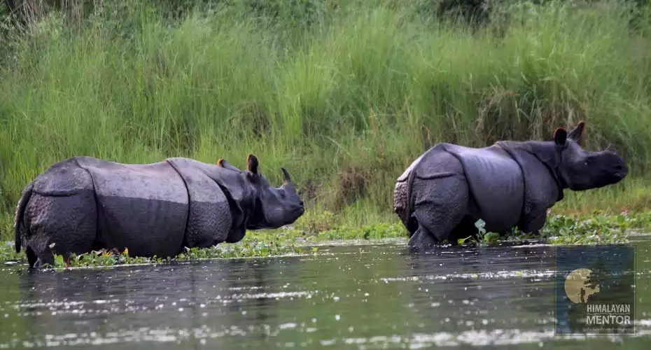 One horned Rhino at Chintwan National Park of Nepal