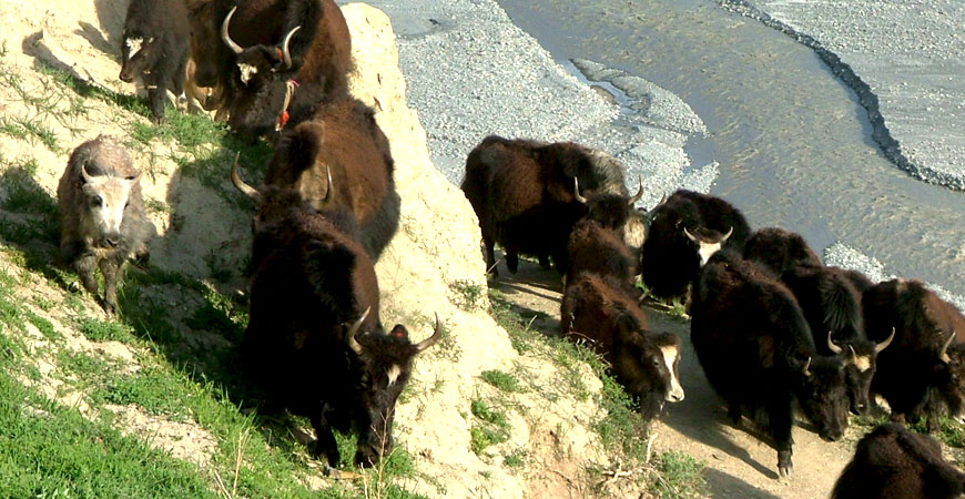 The first-ever “Yak Festival” to be held in Ruby Valley in autumn The first-ever “Yak Festival” to be held in Ruby Valley in autumn