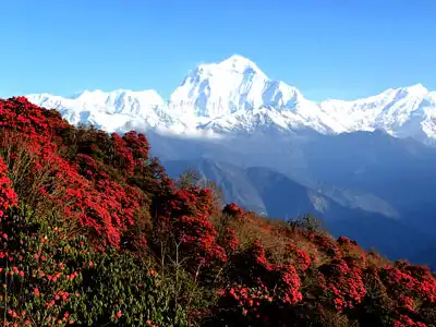 Ghorepani Poon hill trekking trail upgraded Ghorepani Poon hill trekking trail upgraded