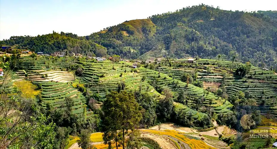 Amazing terrace field during the trekking days