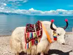 Lhasa and Namtso Lake Tour