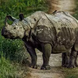Kathmandu Chitwan Pokhara tour