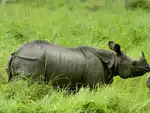 Kathmandu Chitwan Pokhara tour