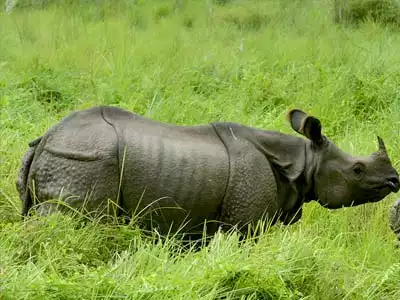 Kathmandu Chitwan Pokhara tour Kathmandu Chitwan Pokhara tour