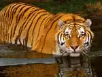 Bardia National Park Jungle Safari
