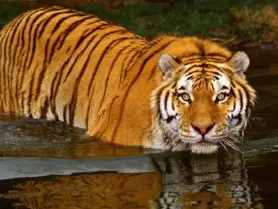 Bardia National Park Jungle Safari Bardia National Park Jungle Safari