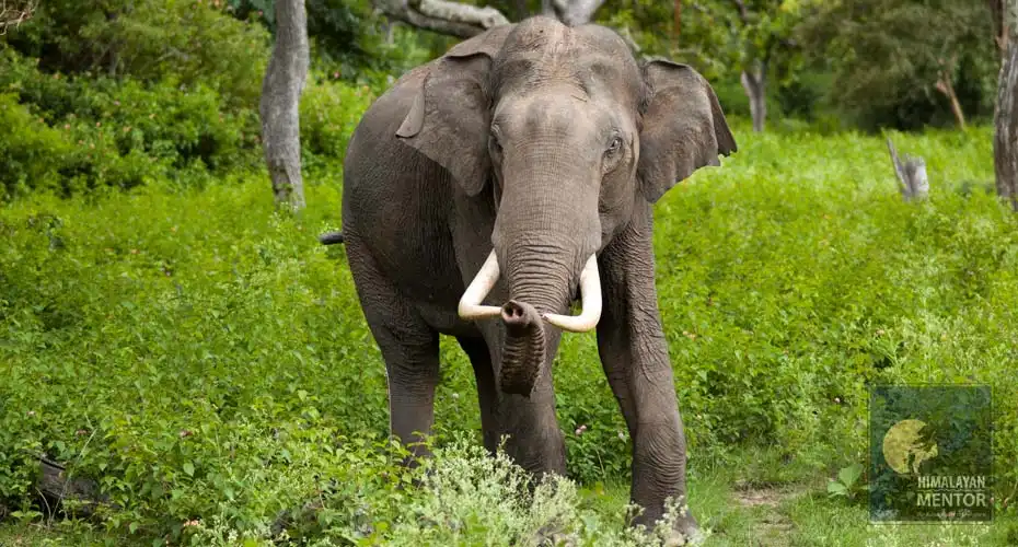 Wild elephant in Bardia National Park