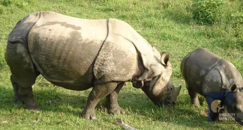 One horned Rhinoceros spotted in Chitwan jungle safari