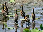 Koshi Tappu Wildlife Reserve