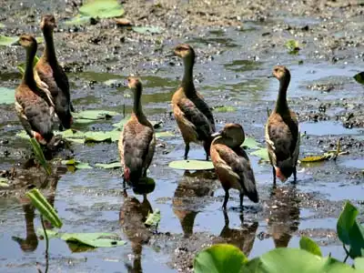 Koshi Tappu Wildlife Reserve Koshi Tappu Wildlife Reserve