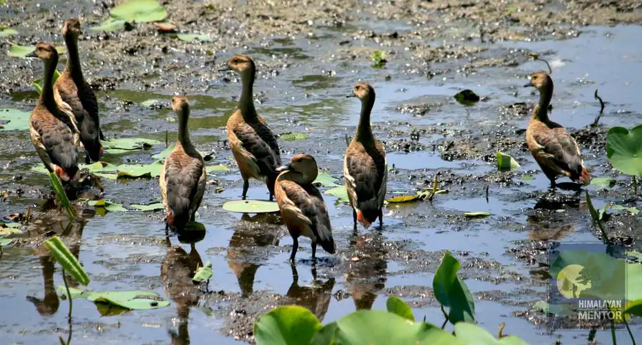 The bird’s paradise Koshi Tappu wildlife reserve