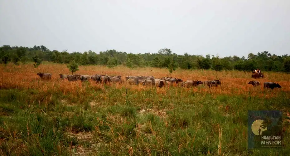 Wild buffalo at Koshi Tappu as it’s a home for them.